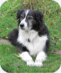 Image of a Border Collie
