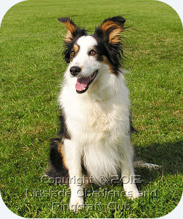 Image of a Border Collie