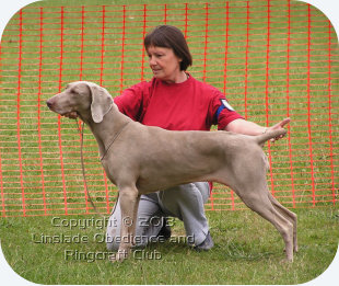 Image of a dog and handler showing