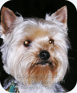 Image of a Yorkshire Terrier