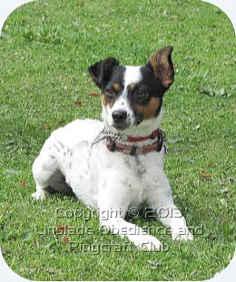 Image of a Jack Russell terrier