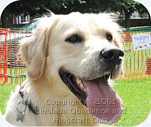 Image of a Golden Retreiver