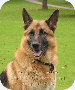 Image of a German Shepherd dog