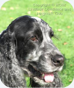 Image of a Cocker Spaniel