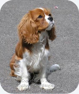 Image of a King Charles Spaniel