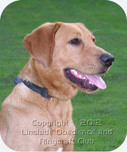 Image of a Labrador