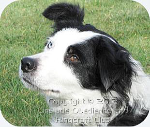 Image of a Blue Merl Collie