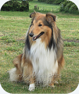 Image of a Sheltie