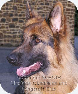 Image of German Sheperd