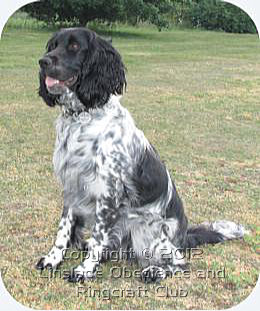 Image of an English Springer