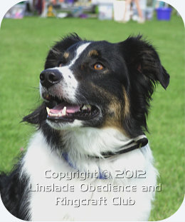 Image of a Border Collie